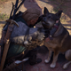 eivor petting a dog in assassins creed valhalla